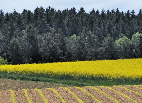 Auswirkungen des Klimawandels auf landwirtschaftliche Erträge