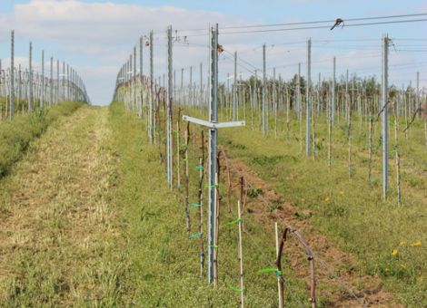 74. Pfälzische Weinbautage am 19. und 20. Januar 2021