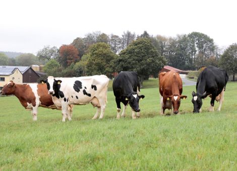 Hohe Milchleistung und Tiergesundheit – beides geht