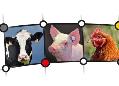 Projekt für mehr Tierwohl vermittelt Betrieben Wissen