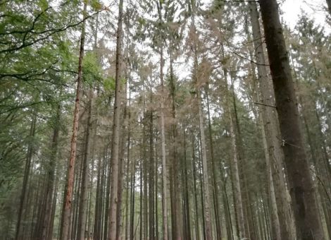 Was wurde an kommunale und private Waldbesitzer gezahlt?