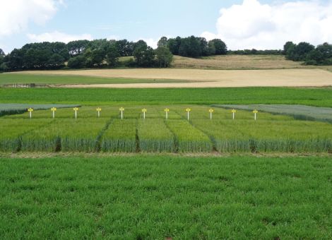 Anbaufläche und Ertrag höher als im Vorjahr