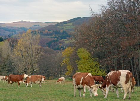 Rinderhaltung dominiert Flächennutzung im Kreis Fulda