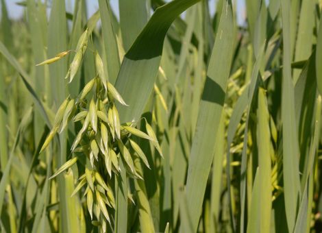 Rheinland-Pfalz liegt nicht im Trend