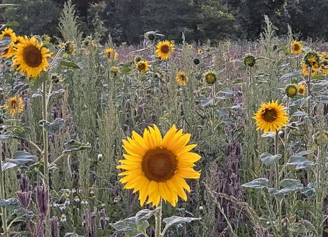 Sonnenblumen rauf, Sommerraps runter