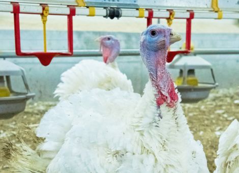 Mehr Geflügelpestfälle in Deutschland und Europa