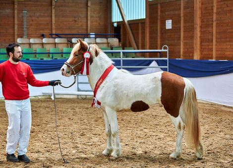 Erfolgreiches Jahr 2020 für die Pony- und Pferdezüchter