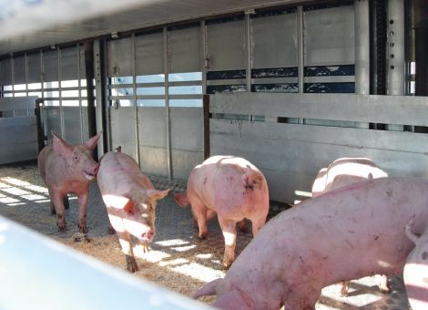 Schweinestau in Deutschland wird weniger
