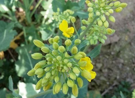 Frühjahrsschädlinge vor der Rapsblüte – worauf ist zu achten?