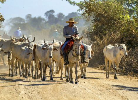 Mercosur-Abkommen mit oder ohne Veto?