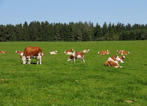 Düngen gegen Unkräuter und tierische Schädlinge