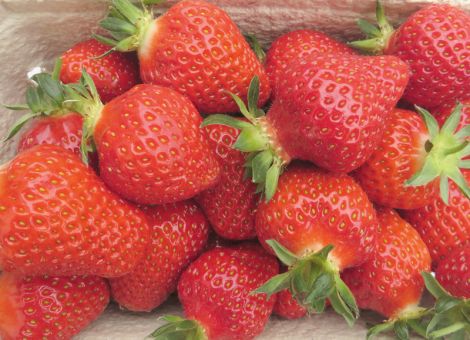 Es werden mehr und mehr Öko-Erdbeeren verlangt