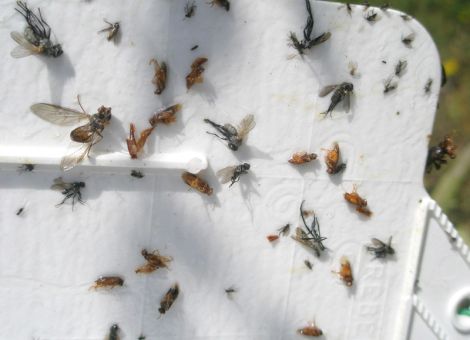 Tierische Schaderreger 
nehmen im Obstbau zu