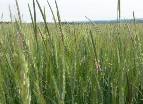 Herbizide im Getreide – nach Herbstvorlage kontrollieren