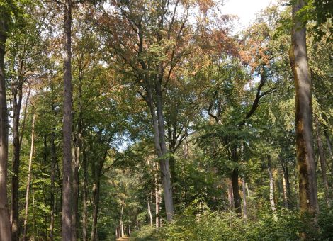 Der Klimawandel ist im Wald angekommen