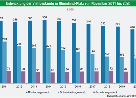 Viehbestände in Rheinland-Pfalz schrumpfen weiter