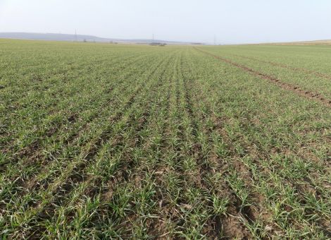 Stärkere Frostschäden sind 2021 die Ausnahme