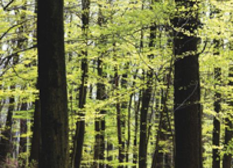 Union und SPD können sich nicht auf Bundeswaldgesetz einigen