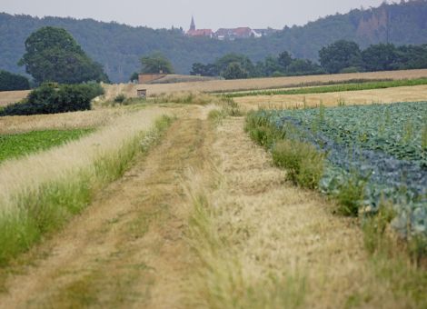 Richtig gepflegte Feldränder geben vielen Arten ein Zuhause