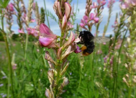 Hessens Landwirtschaft blüht für Bienen