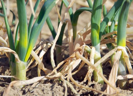 Viele Bundzwiebelbestände
tragen Frostschäden
