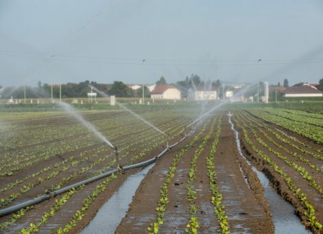 Frühwarnsystem für mögliche Dikegulac-Belastung