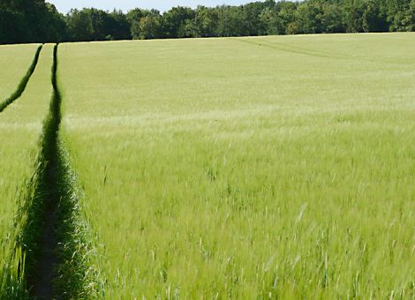 Neue Geschäftsführung ab November bei Braugerste