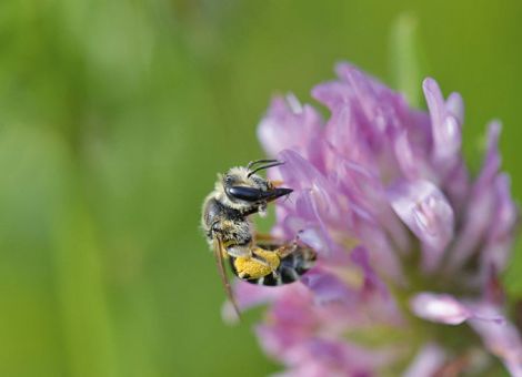 Warum sollen Blühflächen bunt sein?