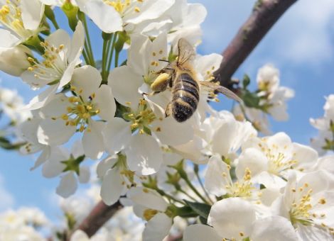 Frost macht den Bienen nichts aus