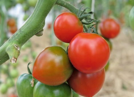 Köstliche Tomaten im heimischen Garten anbauen
