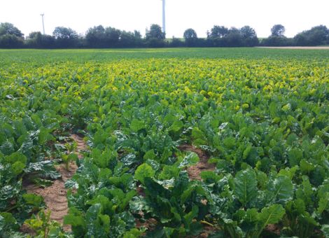 Zuckerrüben finden viele Insekten zum Anbeißen