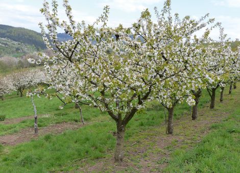 In den letzten Jahren deutlich früherer Beginn der Kirschblüte