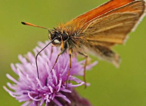 Nachhaltige Entwicklung im Pfälzerwald stärken
