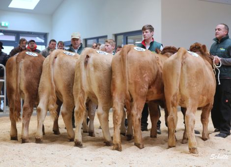 Förderung der Erhaltungszucht Glanrind beantragen