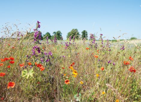 Kooperativen Naturschutz auf den Weg bringen