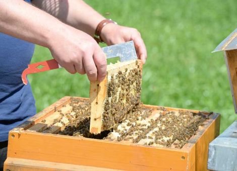 Optimale Umgebung für Bienen schaffen