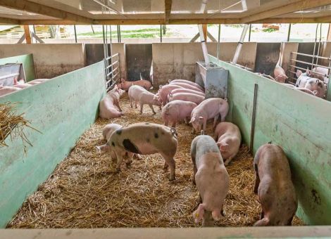 Baulandmobilisierungsgesetz ohne Tierwohl-Regelung