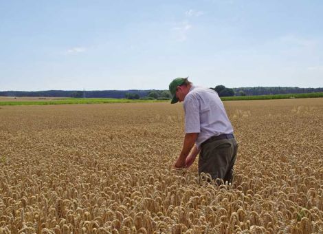 In Roten Gebieten Brotweizen erzeugen – geht das noch?