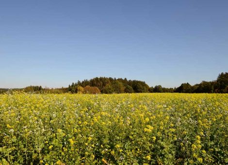 Der Zwischenfruchtanbau bietet viele Möglichkeiten