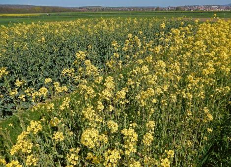 Züchterarbeit am Winterraps trägt Früchte