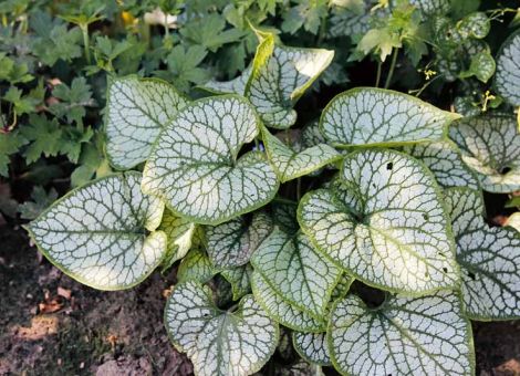 Bodendeckende Stauden für den Garten