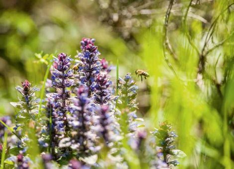 Grünes Licht für das Insektenschutzpaket
