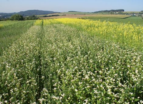 Die Maisaussaat beginnt mit der Zwischenfrucht im Herbst