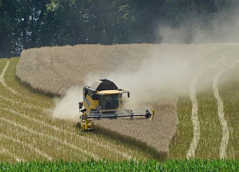 Mehrere Sorten im Anbau erhöhen die Flexibilität