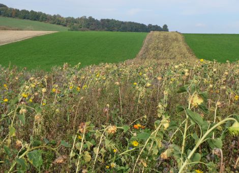 Naturschutzrelevante Maßnahmen auf Äckern