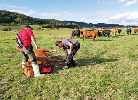 Regionale Schlachtung in Hessen erfolgreich umsetzen