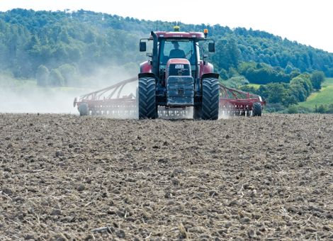 Nach der Hauptfrucht die Zwischenfrucht