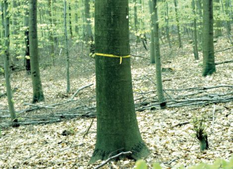 Durchforsten im Klimawandel: Risiko oder Prävention?