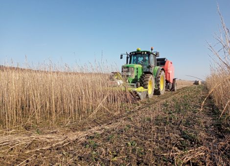 Winterhanf – Zwischenfrucht mit Bioökonomie