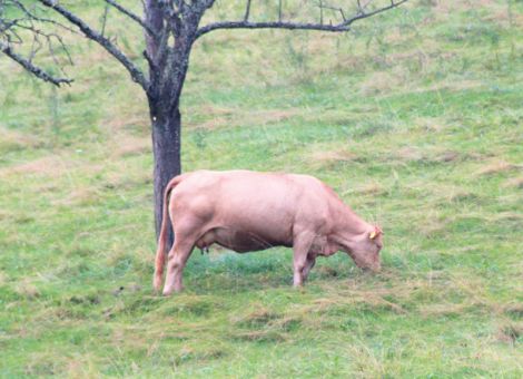 Förderung der Erhaltungszucht Glanrind beantragen